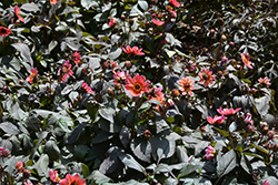 Happy Days Neon Dahlia (Dahlia 'HDNE33') at Lakeshore Garden Centres