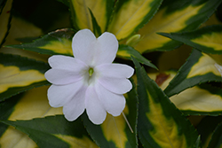 SunPatiens Vigorous Tropical White New Guinea Impatiens (Impatiens 'SAKIMP018') at Stonegate Gardens