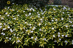 SunPatiens Vigorous Tropical White New Guinea Impatiens (Impatiens 'SAKIMP018') at Stonegate Gardens
