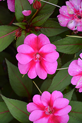 SunPatiens Compact Purple Candy Impatiens (Impatiens 'SAKIMP071') at Lakeshore Garden Centres
