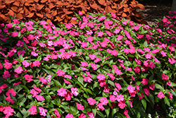 SunPatiens Vigorous Rose Pink New Guinea Impatiens (Impatiens 'SAKIMP052') at Stonegate Gardens