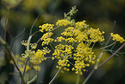 Bronze Fennel (Foeniculum vulgare 'Purpureum') at Lakeshore Garden Centres
