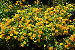 Zydeco Deep Yellow Zinnia (Zinnia 'Zydeco Deep Yellow') at Lakeshore Garden Centres