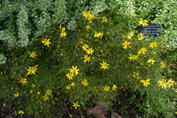Electric Avenue Tickseed (Coreopsis verticillata 'Electric Avenue') at Lakeshore Garden Centres