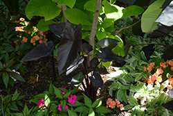 Tea Party Elephant Ear (Colocasia esculenta 'Tea Party') at Lakeshore Garden Centres