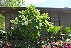 Umbrella Magnolia (Magnolia tripetala) at Lakeshore Garden Centres