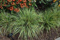 EverColor Everest Japanese Sedge (Carex oshimensis 'Carfit01') at Lakeshore Garden Centres