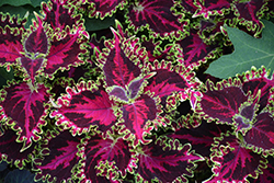 Volcanica Solar Flare Coleus (Solenostemon scutellarioides 'UF20-103-6') at Lakeshore Garden Centres