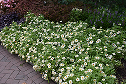 Profusion Double White Zinnia (Zinnia 'Profusion Double White') at Lakeshore Garden Centres