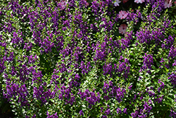 Alonia Purple Angelonia (Angelonia angustifolia 'Alonia Purple') at Lakeshore Garden Centres