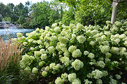 Little Lime Hydrangea (Hydrangea paniculata 'Jane') at Lakeshore Garden Centres