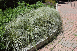 Feather Falls Sedge (Carex oshimensis 'Feather Falls') at A Very Successful Garden Center