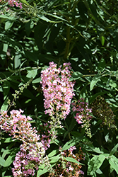 Pink Cascade Butterfly Bush (Buddleia 'Pink Cascade') at Stonegate Gardens