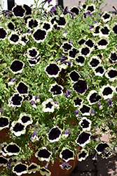 ColorRush Blueberries & Cream Petunia (Petunia 'Balcushbeam') at Lakeshore Garden Centres