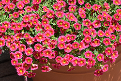 MiniFamous Neo Red Hawaii Calibrachoa (Calibrachoa 'KLECA22915') at Lakeshore Garden Centres