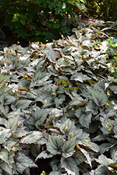 Jurassic Snowfall Begonia (Begonia 'Jurassic Snowfall') at Lakeshore Garden Centres