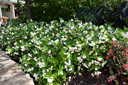 Megawatt White Green Leaf Begonia (Begonia 'PAS1472507') at Stonegate Gardens