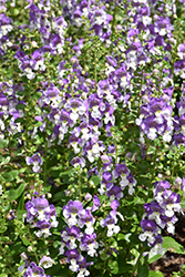 Alonia Big Bicolor Purple Angelonia (Angelonia angustifolia 'Alonia Big Bicolor Purple') at Stonegate Gardens