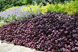 Purple Knight Alternanthera (Alternanthera dentata 'Purple Knight') at Lakeshore Garden Centres