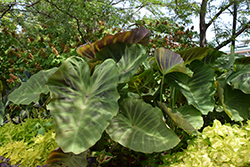 Maximus Gigante Elephant Ear (Colocasia 'Maximus') at Lakeshore Garden Centres