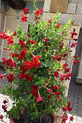 Summer Romance Vining Red Mandevilla (Mandevilla 'Summer Romance Vining Red') at Lakeshore Garden Centres