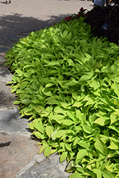 Sweet Georgia Light Green Sweet Potato Vine (Ipomoea batatas 'Sweet Georgia Light Green') at Lakeshore Garden Centres