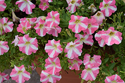 Amore Princess Petunia (Petunia 'Amore Princess') at Lakeshore Garden Centres
