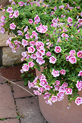 Superbells Double Smitten Pink Calibrachoa (Calibrachoa 'KLECA23454') at Lakeshore Garden Centres