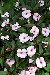 MegaGuinea White Blush New Guinea Impatiens (Impatiens 'MegaGuinea White Blush') at Lakeshore Garden Centres