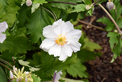 Dreaming Swan Anemone (Anemone 'Macane004') at A Very Successful Garden Center