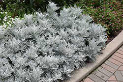 Silver Dust Dusty Miller (Senecio cineraria 'Silver Dust') at Lakeshore Garden Centres