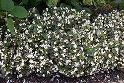Cocktail Whiskey Begonia (Begonia 'Cocktail Whiskey') at Lakeshore Garden Centres