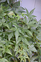 Ryusen Japanese Maple (Acer palmatum 'Ryusen') at Lakeshore Garden Centres