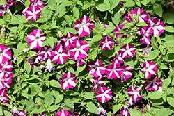Blanket Rose Star Petunia (Petunia 'Blanket Rose Star') at Lakeshore Garden Centres