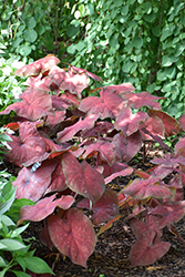 Burst my Bubble Caladium (Caladium 'Burst my Bubble') at Lakeshore Garden Centres