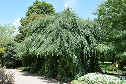 Amazing Grace Weeping Katsura Tree (Cercidiphyllum japonicum 'Amazing Grace') at Stonegate Gardens