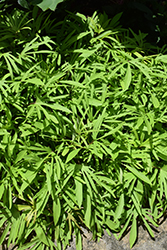 Sweet Caroline Medusa Green Sweet Potato Vine (Ipomoea batatas 'Sweet Caroline Medusa Green') at Stonegate Gardens
