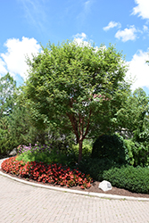 Gingerbread Paperbark Maple (Acer 'Gingerbread') at Lakeshore Garden Centres