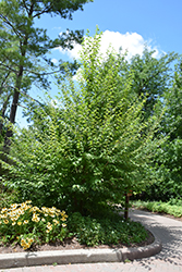 Yellow Birch (Betula allegheniensis) at Lakeshore Garden Centres