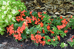 Florencio Orange Begonia (Begonia 'Florencio Orange') at Lakeshore Garden Centres