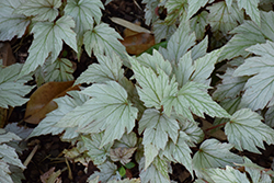 Holiday Silver Bells Begonia (Begonia 'Silver Bells') at Lakeshore Garden Centres
