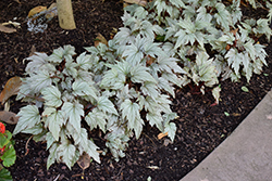 Holiday Silver Bells Begonia (Begonia 'Silver Bells') at Lakeshore Garden Centres