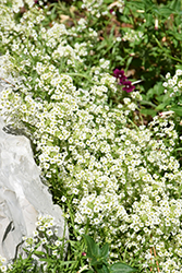 Stream Champagne Sweet Alyssum (Lobularia maritima 'Stream Champagne') at Lakeshore Garden Centres