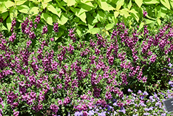 Alonia Big Dark Pink Angelonia (Angelonia angustifolia 'Alonia Big Dark Pink') at Lakeshore Garden Centres
