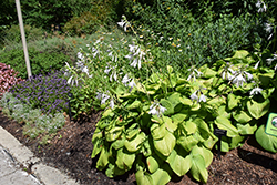 Guacamole Hosta (Hosta 'Guacamole') at Lakeshore Garden Centres