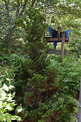 Rigid Dwarf Hinoki Falsecypress (Chamaecyparis obtusa 'Rigid Dwarf') at Lakeshore Garden Centres