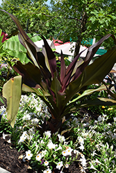 Queen Emma Giant Spider Lily (Crinum augustum 'Queen Emma') at Stonegate Gardens