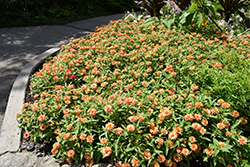 Profusion Double Deep Salmon Zinnia (Zinnia 'Profusion Double Deep Salmon') at Lakeshore Garden Centres