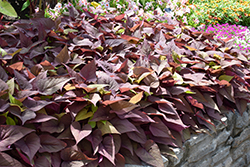 Sweet Georgia Heart Red Sweet Potato Vine (Ipomoea batatas 'Sweet Georgia Heart Red') at Lakeshore Garden Centres