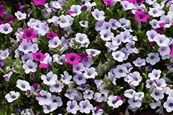 Blanket Silver Surprise Petunia (Petunia 'Blanket Silver Surprise') at Lakeshore Garden Centres